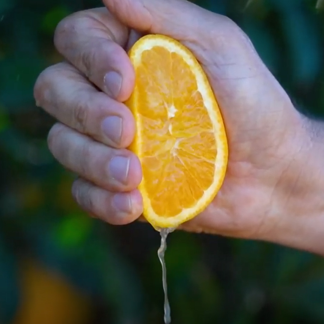 squeezing fresh 100 percent australian orange