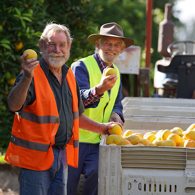 fresh harvest of oranges by aussie citrus farmers