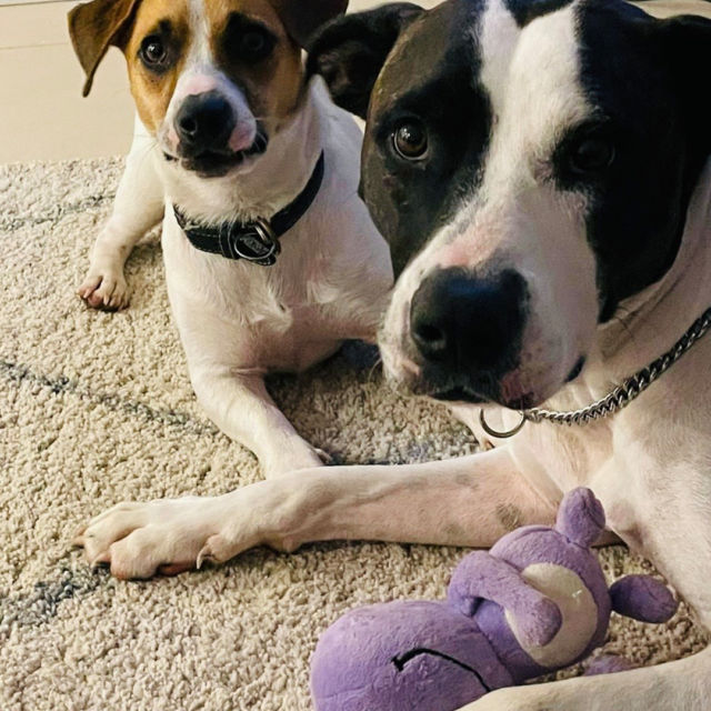 Seems like our plushies are a hit with everyone in the family!
#nudie #juice #nudiejuice #dogsofinstagram #dogsofaustralia #doglife #plushie #purpleplushie